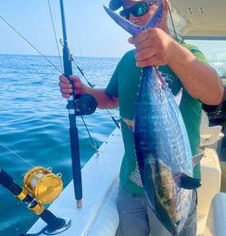 Albacore Tuna in Atlantic Ocean